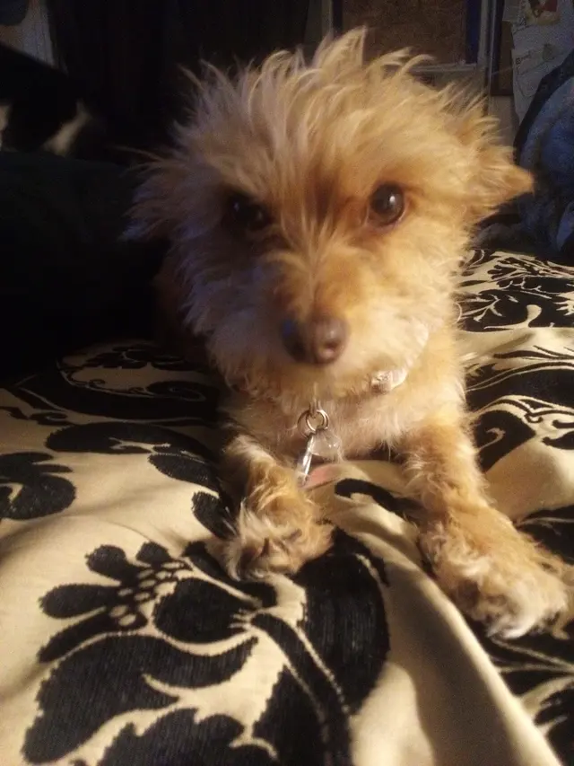 Pet Country Grooming — customer photo 5