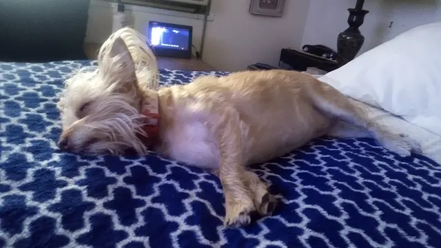Customer photo of work by Pet Country Grooming, from Alice Smith's review