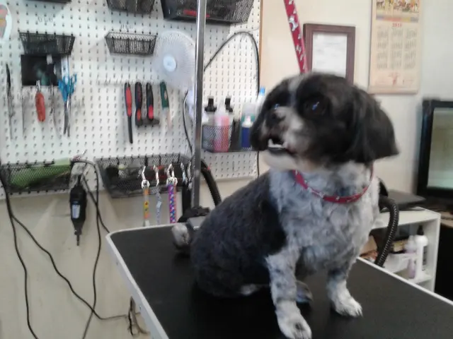 Pet Country Grooming — photo from the business 9