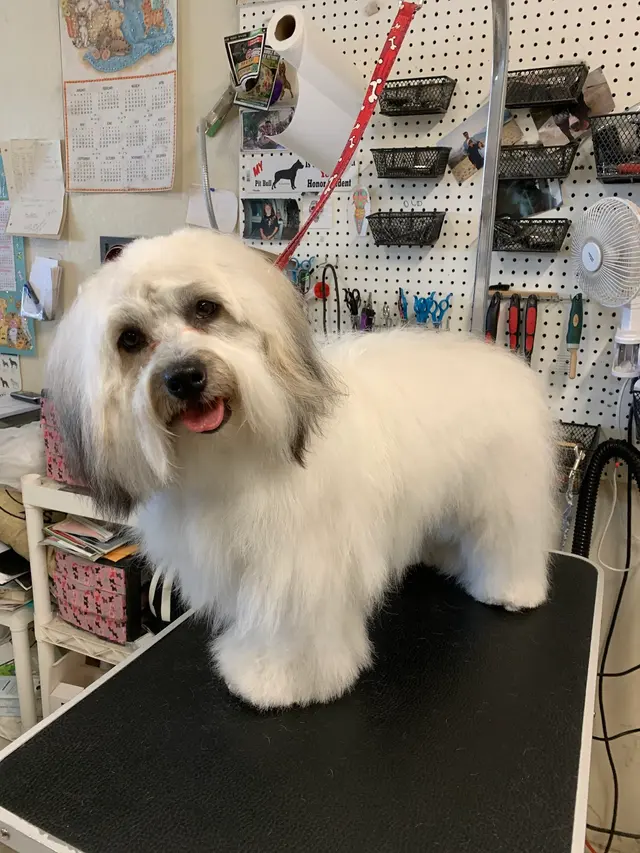 Pet Country Grooming — photo from the business 12