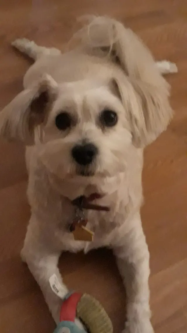 Pet Country Grooming — customer photo 6