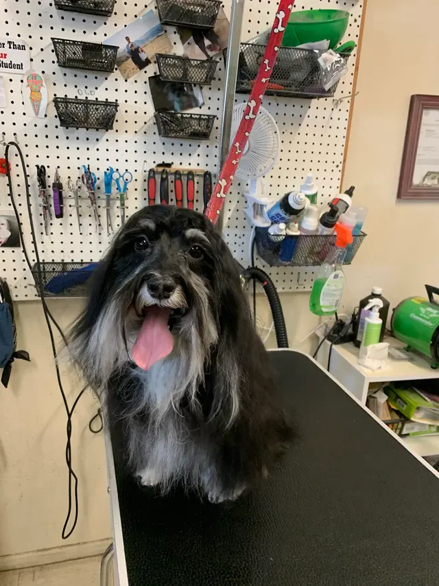 Pet Country Grooming — photo from the business 10