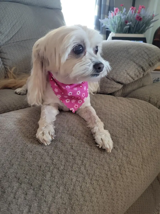 Doggie Suds Mobile Spa — customer photo 3