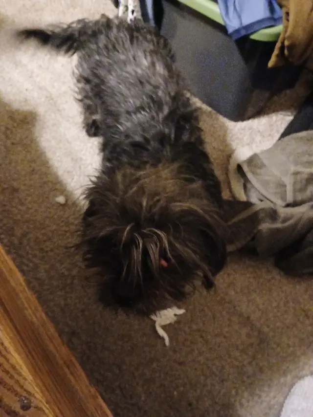 Doggie Suds Mobile Spa — customer photo 5