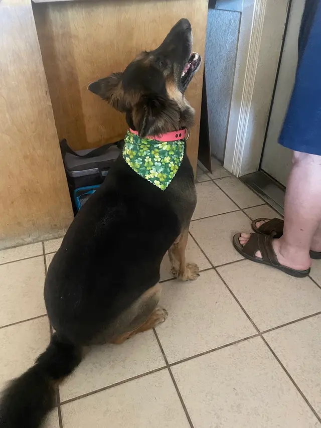 Doggie Suds Mobile Spa — customer photo 11