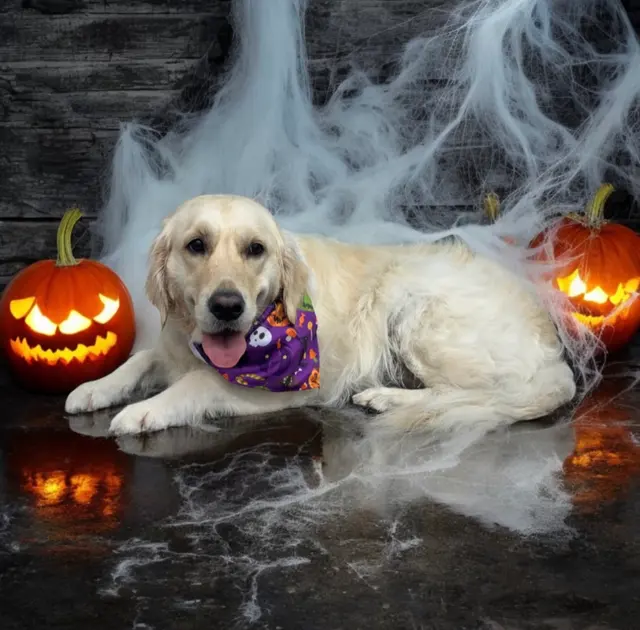 Doggie Suds Mobile Spa — customer photo 7