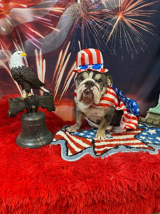 Sugars Grooming — customer photo 8