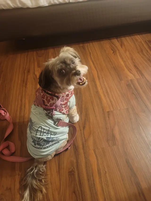Sugars Grooming — customer photo 11