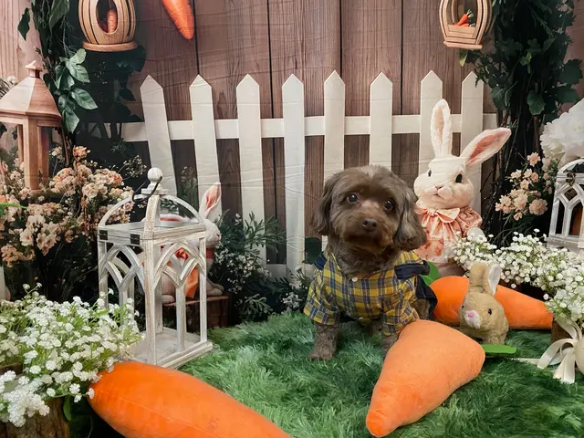 Sugars Grooming — customer photo 2