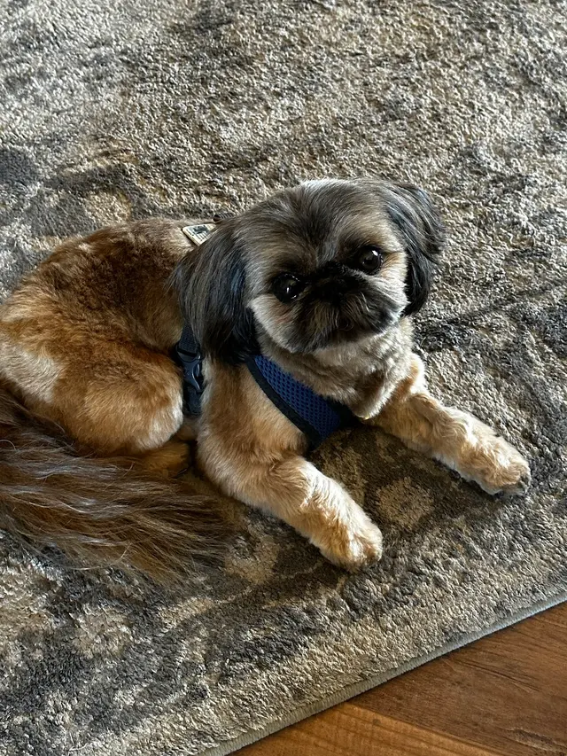 Sugars Grooming — customer photo 12