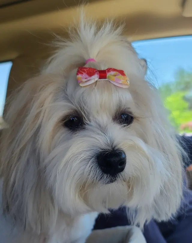 Sugars Grooming — customer photo 10
