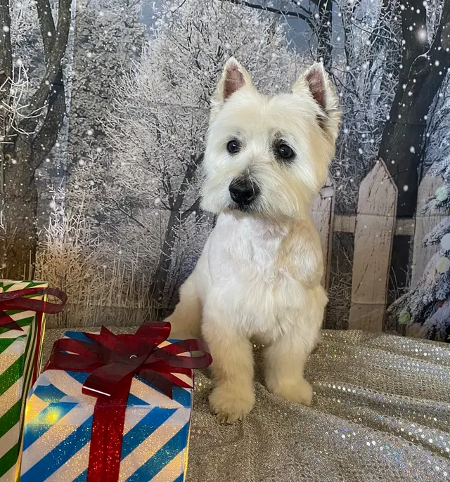Sugars Grooming — customer photo 3