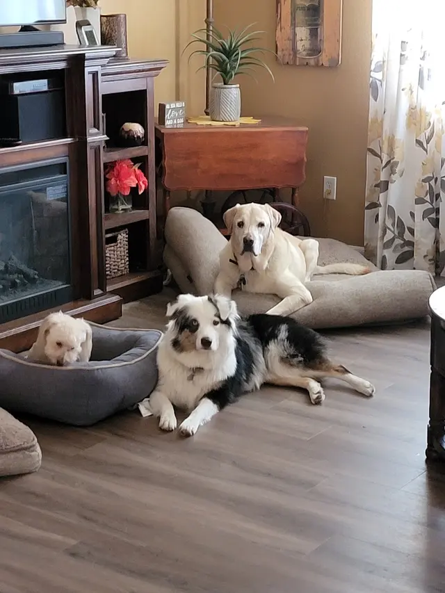 Sugars Grooming — customer photo 6