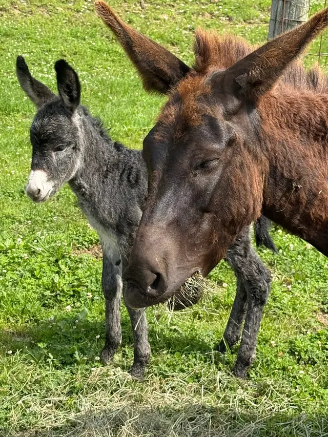 Customer photo of work by Allegheny Equine Veterinary Service, from Nikki Moon's review