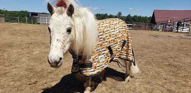 Allegheny Equine Veterinary Service — photo from the business 12