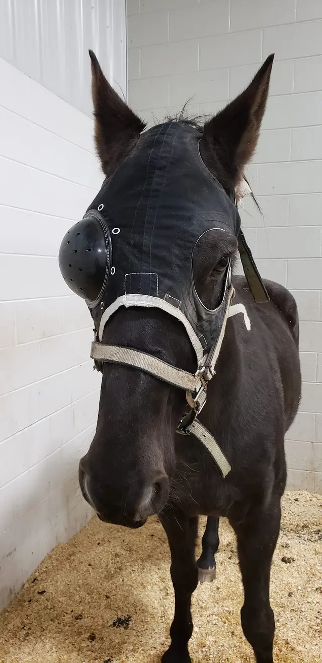 Allegheny Equine Veterinary Service — photo from the business 11