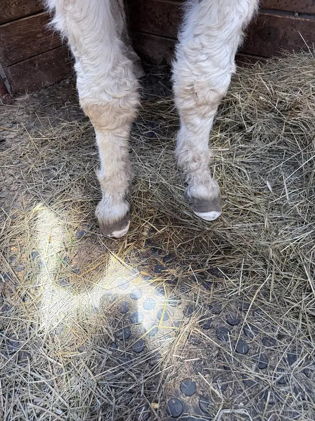 Customer photo of work by Allegheny Equine Veterinary Service, from Ginger Persinger's review