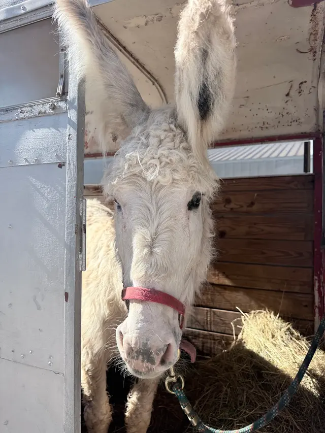 Customer photo of work by Allegheny Equine Veterinary Service, from Ginger Persinger's review