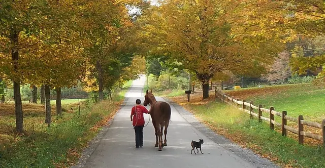 Allegheny Equine Veterinary Service — photo from the business 8