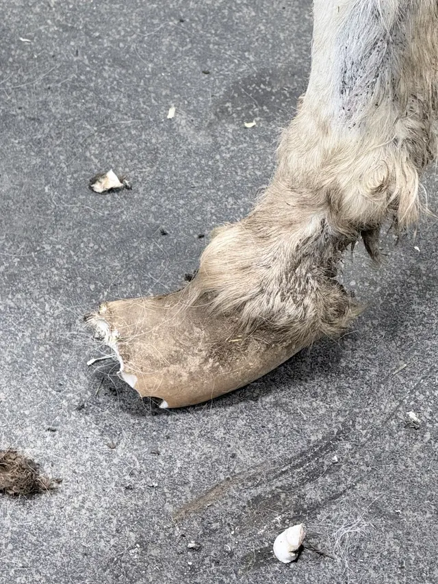Allegheny Equine Veterinary Service — customer photo 4