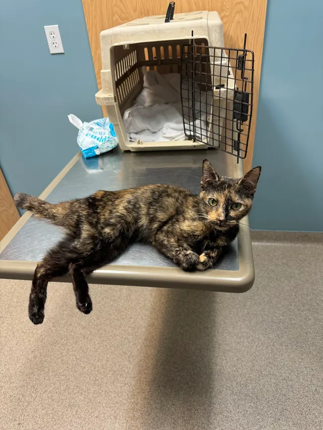 Appalachian Animal Hospital — customer photo 2