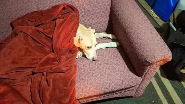 Appalachian Animal Hospital — customer photo 12