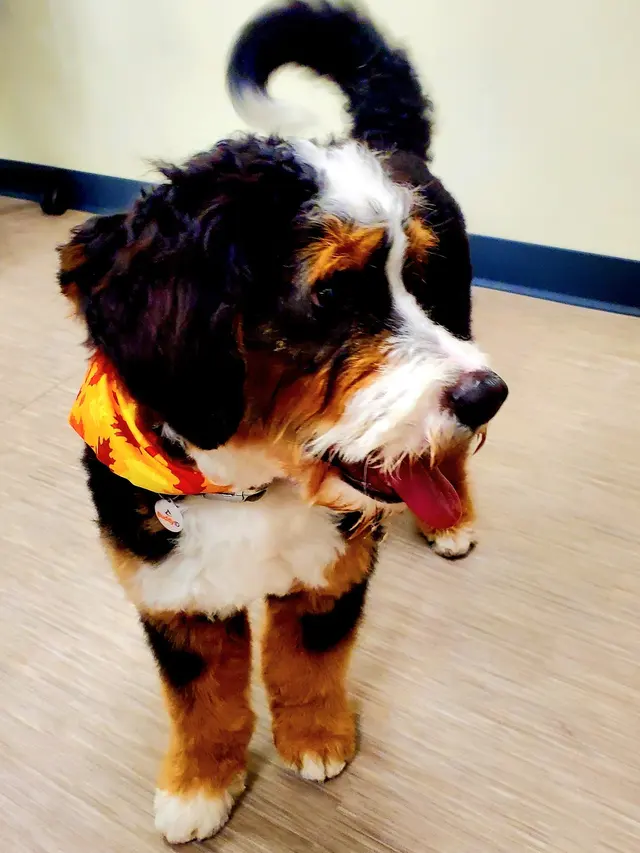 Appalachian Animal Hospital — customer photo 7