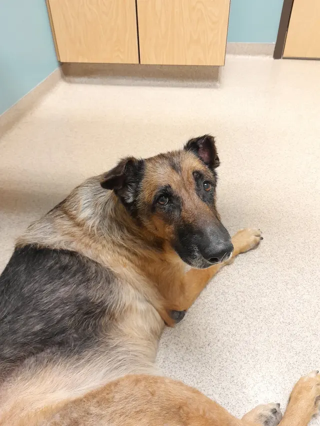 Appalachian Animal Hospital — customer photo 5