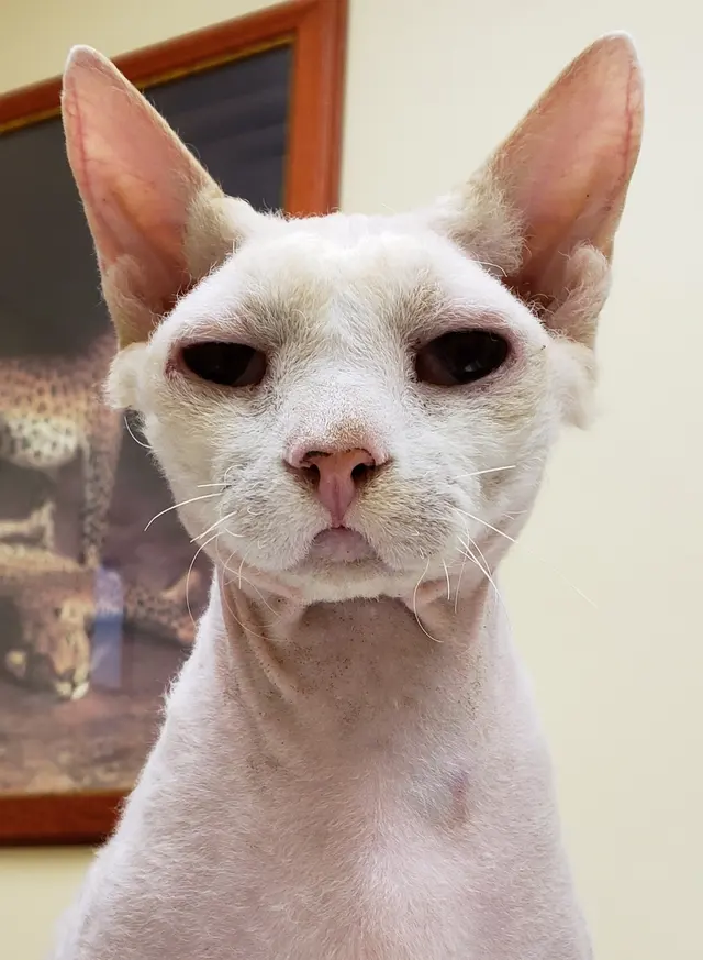 Allegheny Veterinary Services — photo from the business 5