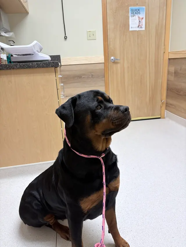 Allegheny Veterinary Services — customer photo 9