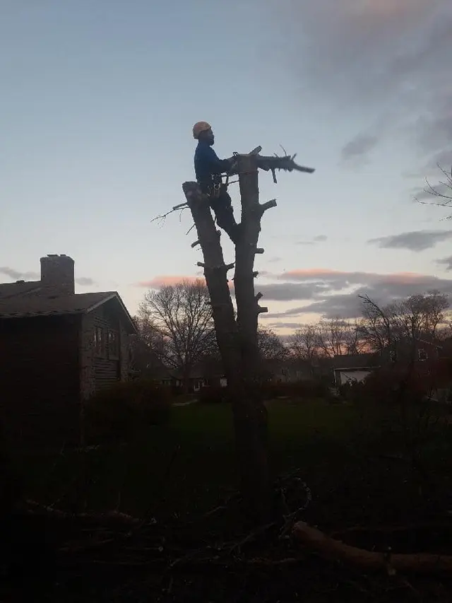 Gillis Lawn & Tree Care — photo from the business 5