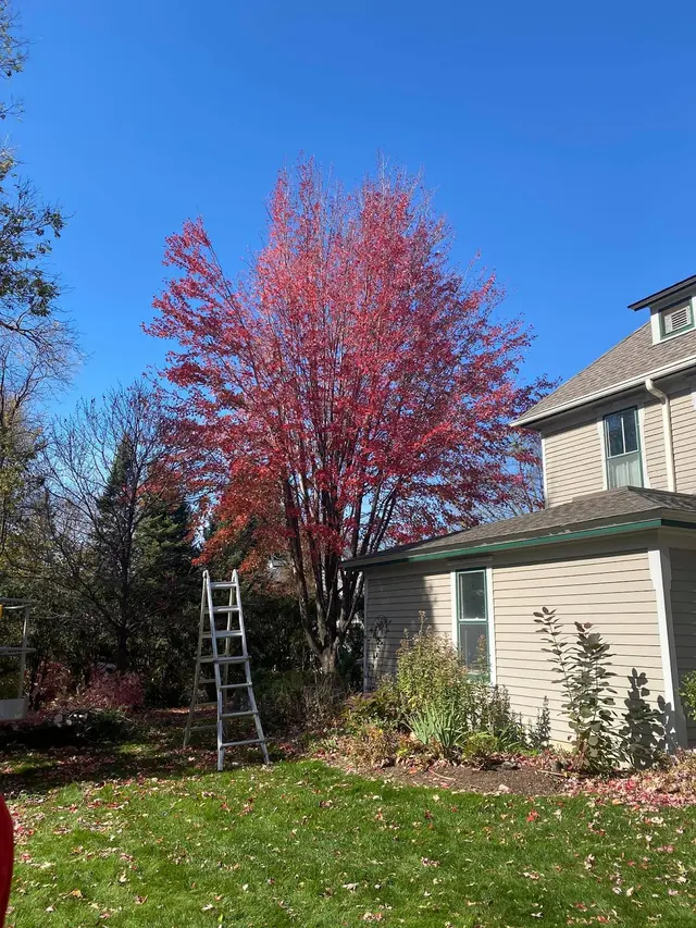 Gillis Lawn & Tree Care — photo from the business 7