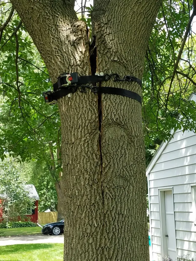 Boyum Tree Service LLC — customer photo 4