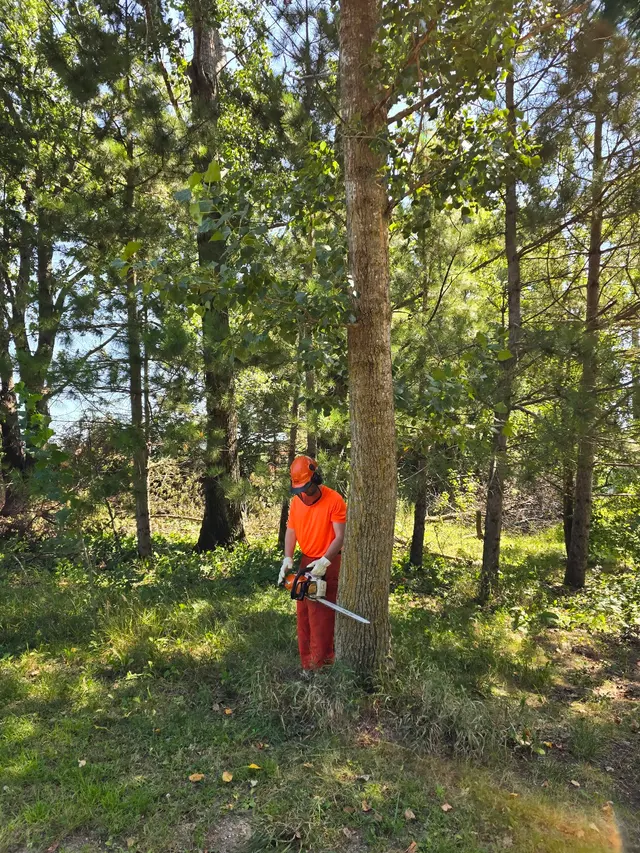 WoodchuX Tree Care LLC. — photo from the business 9