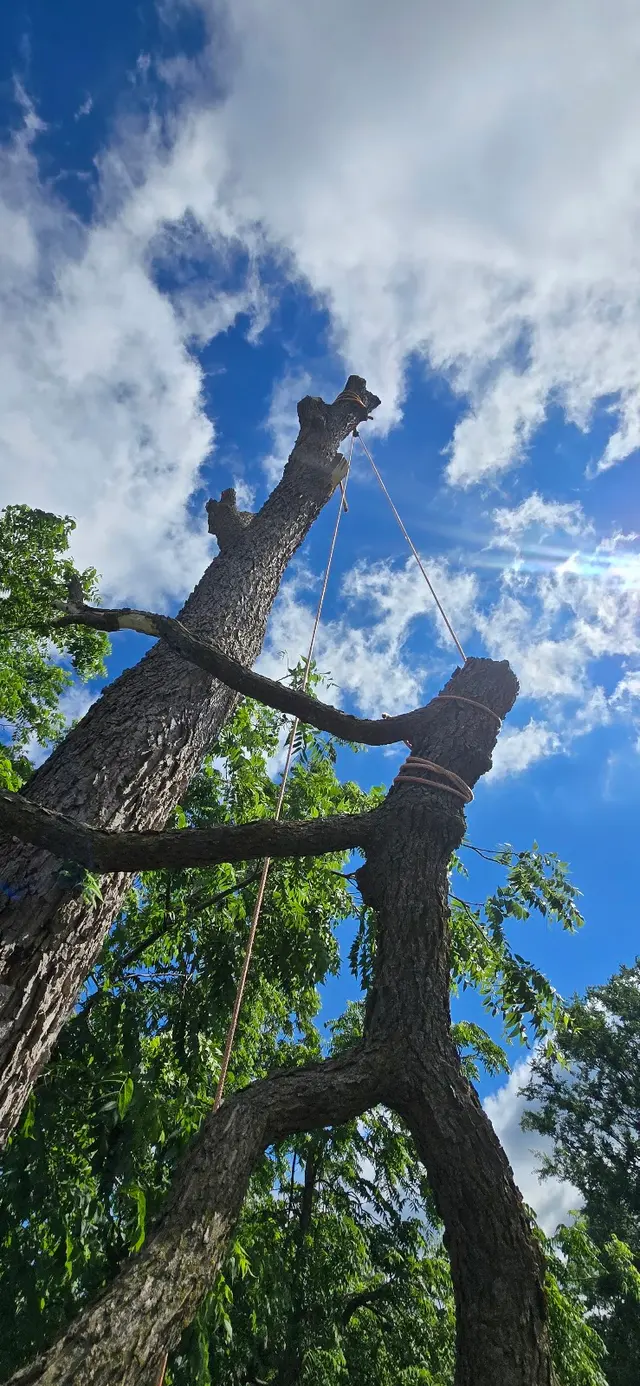 WoodchuX Tree Care LLC. — photo from the business 12