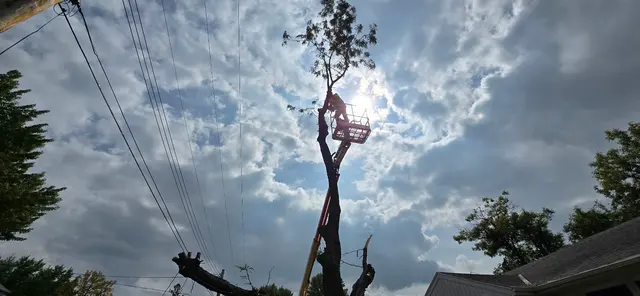 WoodchuX Tree Care LLC. — photo from the business 10