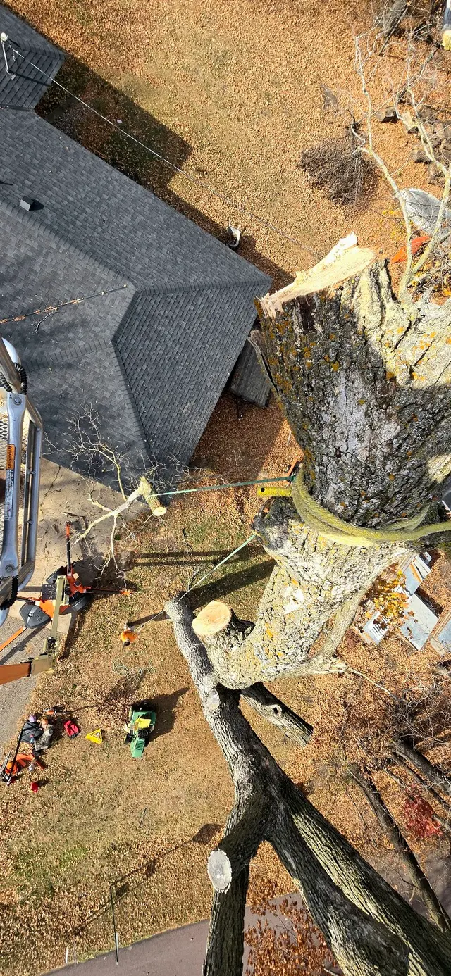WoodchuX Tree Care LLC. — photo from the business 7