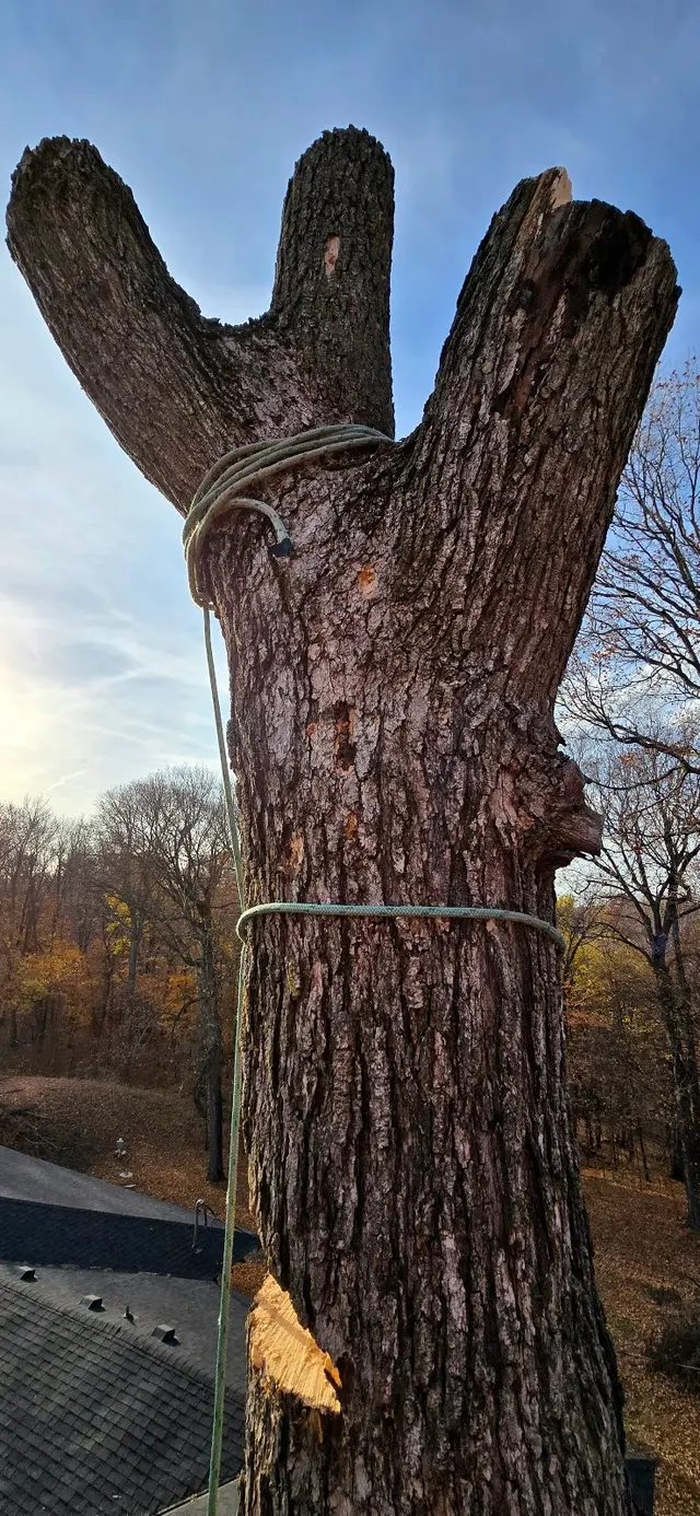 WoodchuX Tree Care LLC. — photo from the business 11