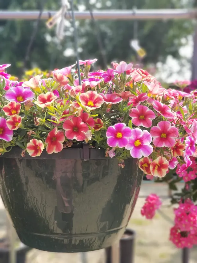 Knecht's Nurseries & Landscaping — customer photo 6