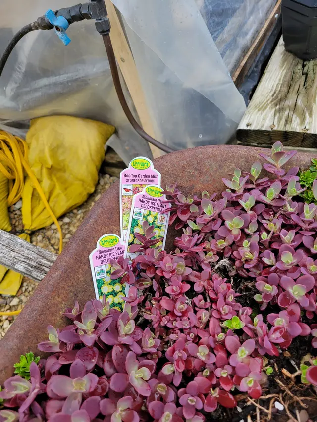 Knecht's Nurseries & Landscaping — customer photo 11