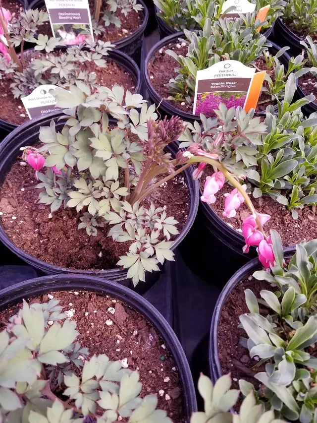 Knecht's Nurseries & Landscaping — customer photo 10