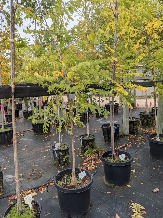 Knecht's Nurseries & Landscaping — customer photo 7