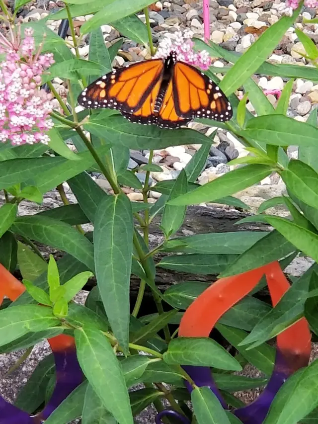 Knecht's Nurseries & Landscaping — customer photo 12