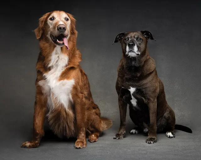 Stephanie Blum Photography — photo from the business 2