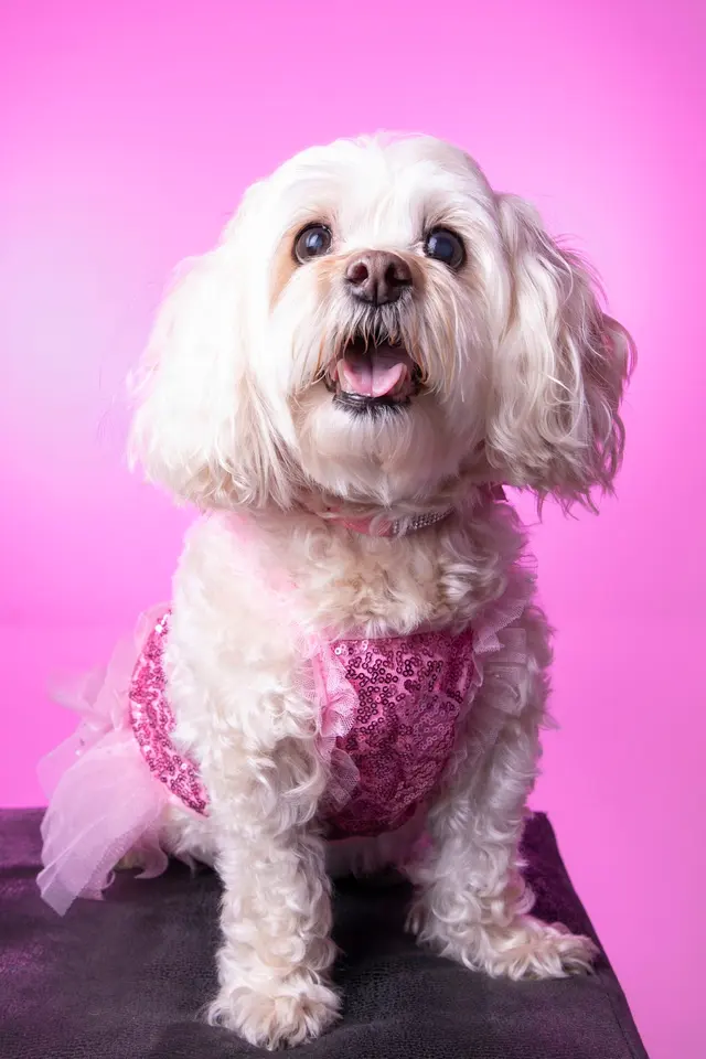 Venture Photography Studios Montclair — customer photo 3