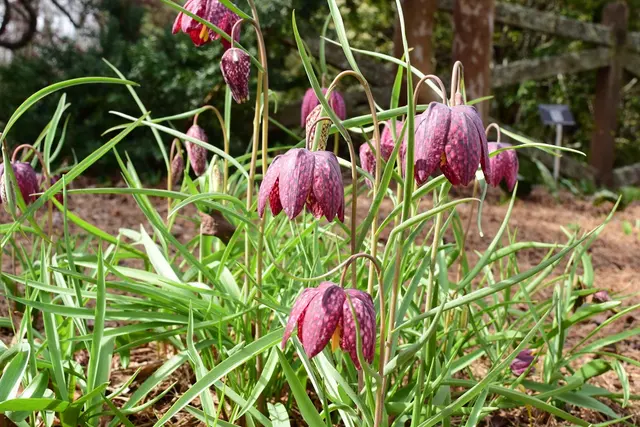 Bullington Gardens — photo from the business 8