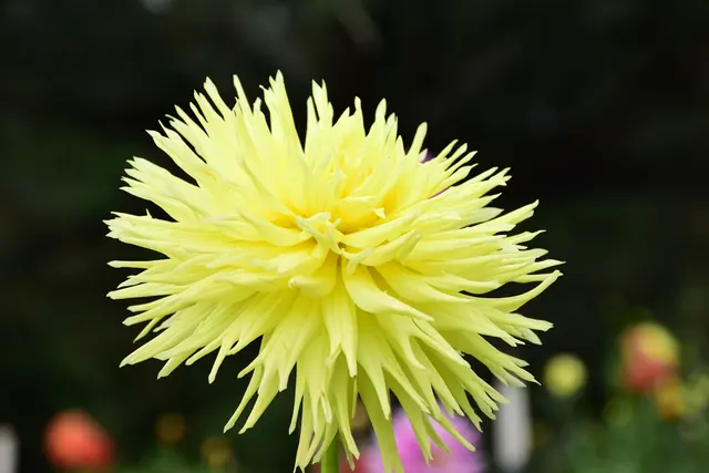 Bullington Gardens — photo from the business 4