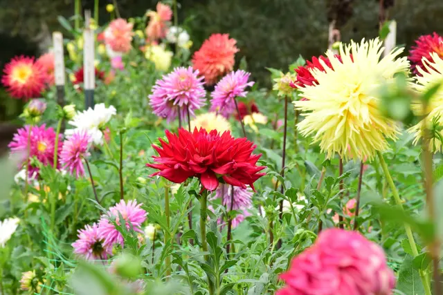 Bullington Gardens — photo from the business 2