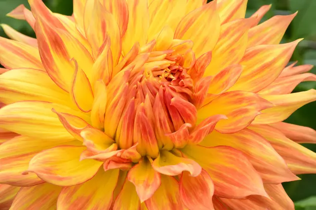 Bullington Gardens — photo from the business 11