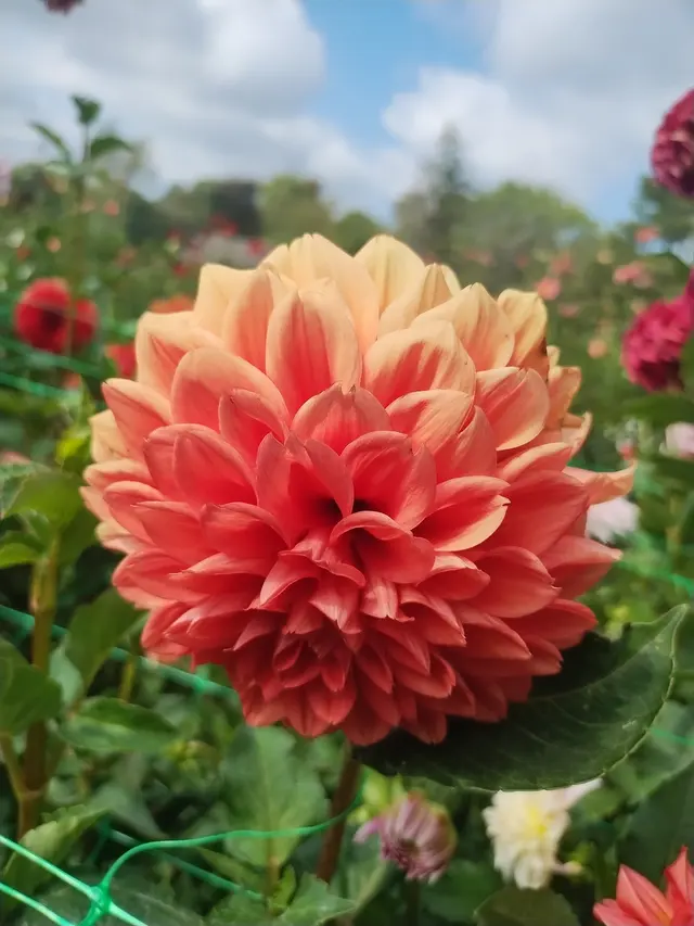 Customer photo of work by Bullington Gardens, from Consuelo Loftis's review